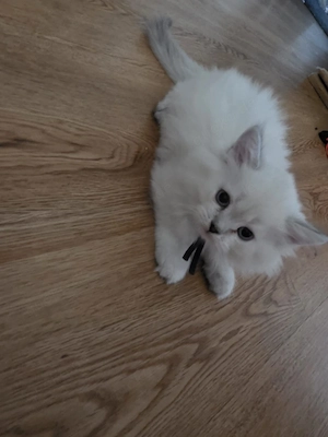 Ragdoll Kitten 