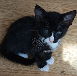 Kater Kätzchen Kitten Baby Katze EKH