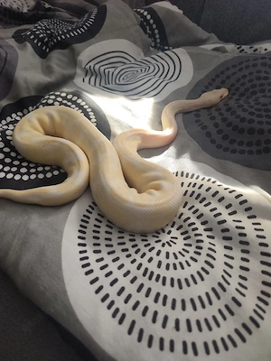 python regius albino 