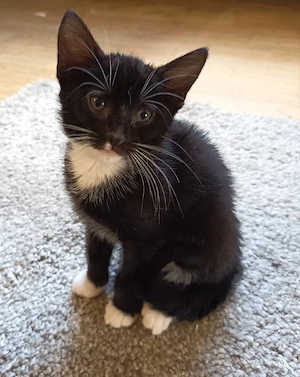 Kätzchen Kitten Katzen Baby weiblich EKH