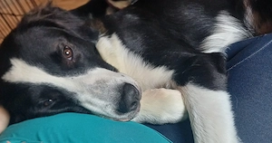Border Collie Mix 