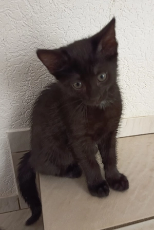 EKH Kätzchen Kitten Baby Katze weiblich