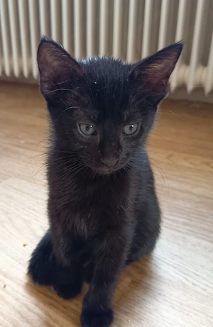 Kitten Kätzchen Baby Katze weiblich EKH