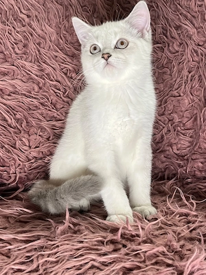 Bkh Babys Katze sucht neue Familie    