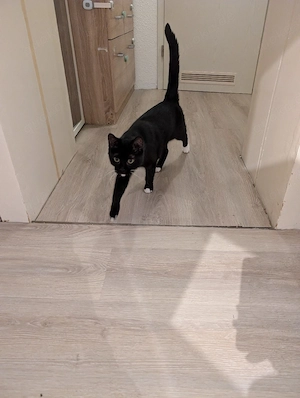 Katze abzugeben 