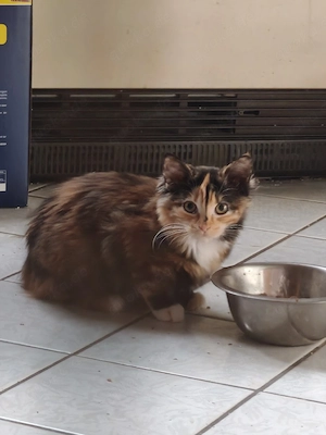 Babykatzen,Kitten,Katzenbaby