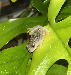 Heterixalus alboguttatus Gelbpunktriedfrosch