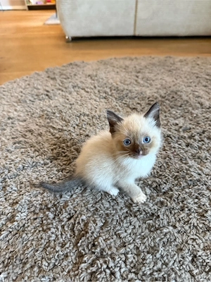 Ragdoll Sonwshoe kater ab Novemeber 