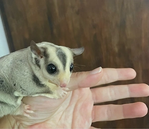 1,0 Sugar Glider Männchen