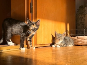 katzen Geschwister suchen ein Zuhause 