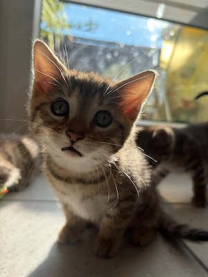 Babykatzen ( 2 Mädchen, 1 Junge )