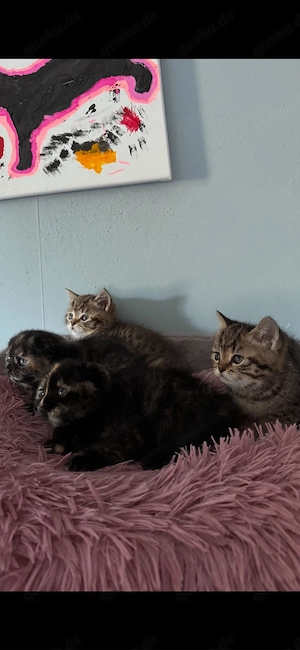 BKH kitten 