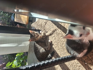BengalMixKitten