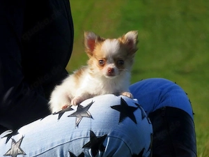 Auszugsbereit: Typvolle robuste Chihuahua Welpen Hündinnen Sable Creme Schecke Kinderlieb