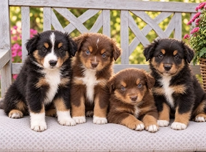 Mini Miniature Australian Shepherd Welpen mit Papieren 