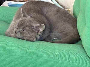 BKH Mix Kater mit wunderschönen grauen Fell und Augen sucht ein neues zu Hause 