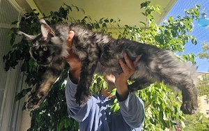 Maine Coon XXL Kitten mit riesen Pinseln
