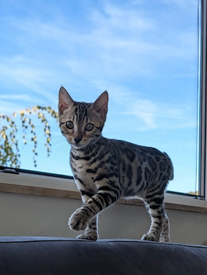 Abgabebereit Wunderschöne Bengal Kitten mit Stammbaum