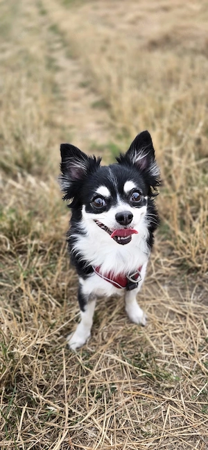 Chihuahua abzugeben 
