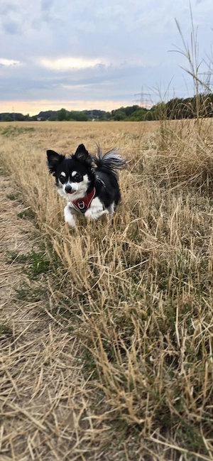 Chihuahua Hündin 7 Jahre