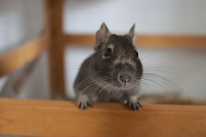Zutrauliches Degu Männchen abzugeben