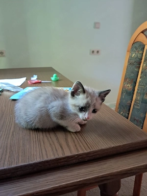 Süßes Katerchen sucht ein liebevolles Zuhause