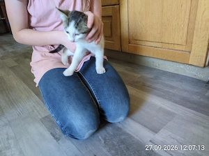 Katze Kätzchen Kater 