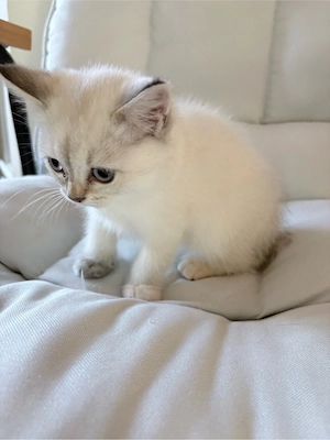 süße Britisch Kurzhaarkatze BKH