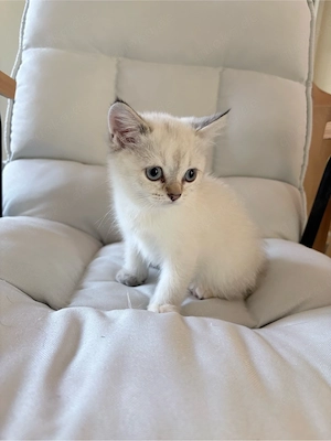 süße Britisch Kurzhaarkatze BKH