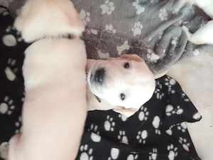 Labrador welpen