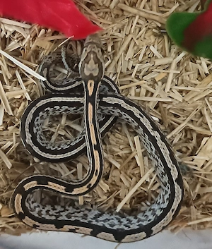 Kornnattern jungtiere