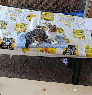 süße katze zu verkaufen 