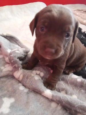 Labrador Welpe