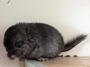 Chinchilla Baby sucht neues Zuhause 