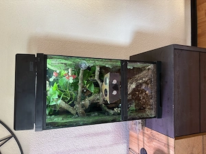 Kronengecko Jungtier mit Terrarium 