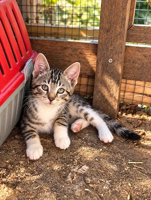 Babykatzen 