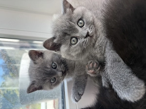 Britisch Kurzhaar Kitten 