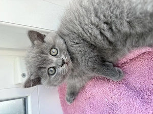 Britisch Kurzhaar Kitten 