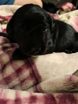 Labrador Welpe
