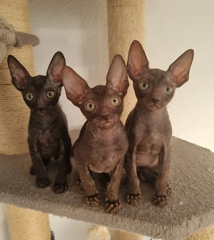 Edle Cornish Rex Kitten Jungs aus dem Zucht, Papiere 