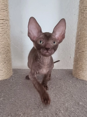 Edle Cornish Rex Kitten Jungs aus dem Zucht, Papiere 