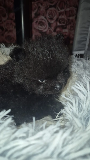 pomeranian rüde