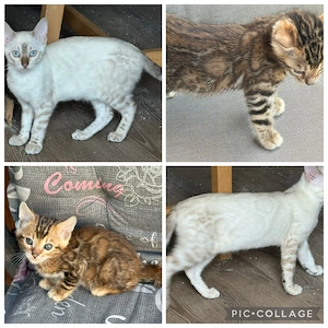 Bengal Kitten Snow und  Braun Tabby  Mit Stammbaum 