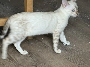 Bengal Snow Mädchen 16 Wochen Bringen Möglich 