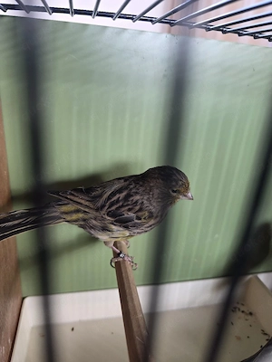 kanarienvögel 