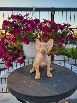 Devon Rex Kater 