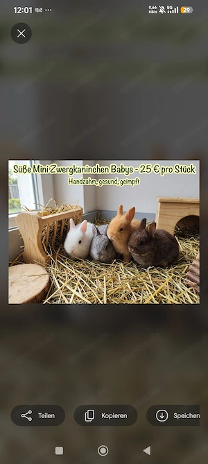 Mini Zwergkaninchen 