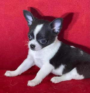 Süße Chihuahua-Welpen ab sofort abzugeben