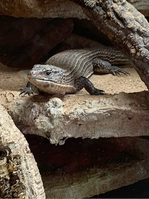 7 Sudan-Schildechsen (Gerrhosaurus major)   Komplettgruppe oder Einzelabgabe (+ großes OSB-Terrarium