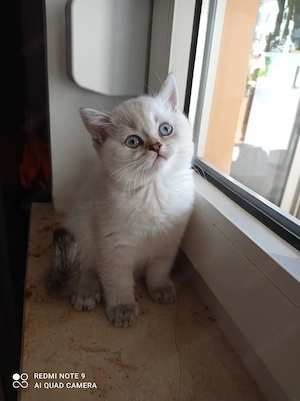 BKH Blau Point Stammbaum Kitten